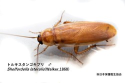 トルキスタンゴキブリの形態 サービス ソリューション 日本保健衛生協会