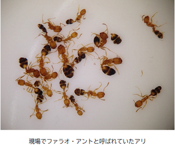 Pharaoh ant.png